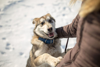 Midsection of woman with dog sitting in snow