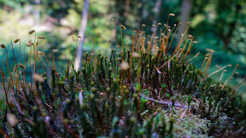 Close-up of mushroom growing on field