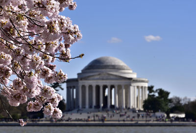 View of cherry blossom against building