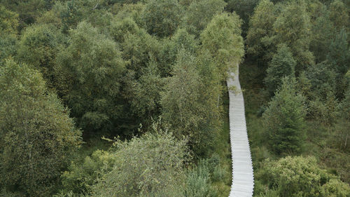 View of pine trees in forest