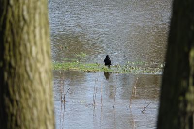 Birds in a lake