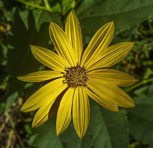 Close-up of yellow flower