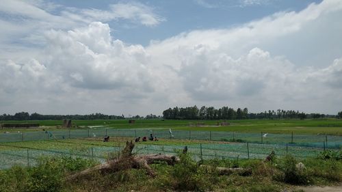 Scenic view of agricultural field against sky