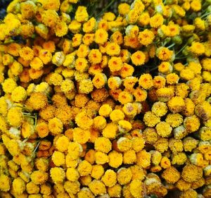 Full frame shot of yellow flowers