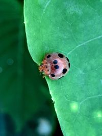 Close-up of insect on leaf