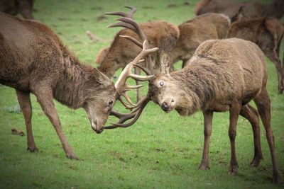 Deer standing in a field