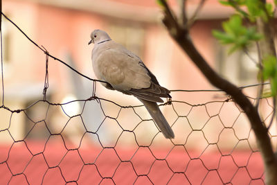 Low angle view of bird