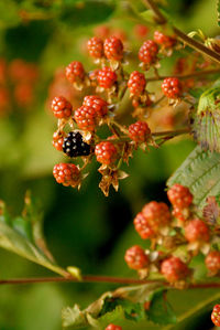 Close-up of red berries on twig
