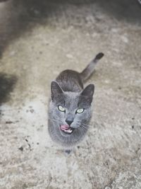 High angle portrait of a cat