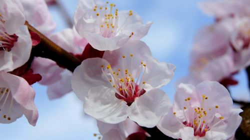 Close-up of white cherry blossoms