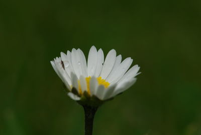 Close-up of flower blooming outdoors