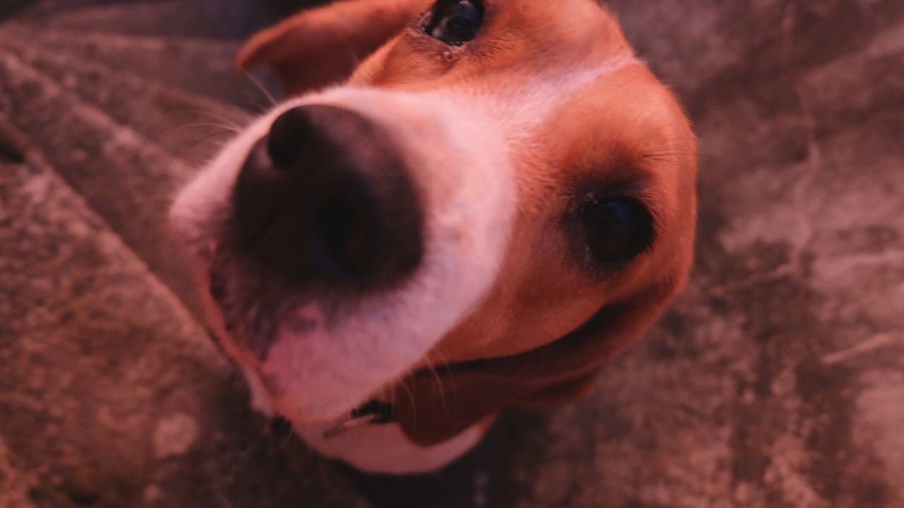 CLOSE-UP PORTRAIT OF DOG WITH RED EYES