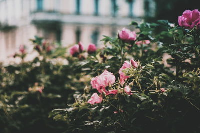 Close-up of pink flowering plants