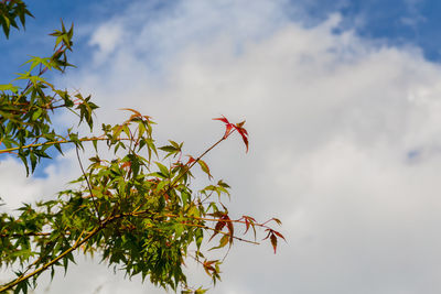 Low angle view of tree against sky