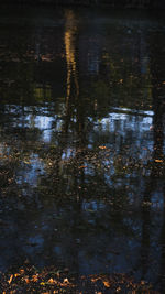 Reflection of trees in lake