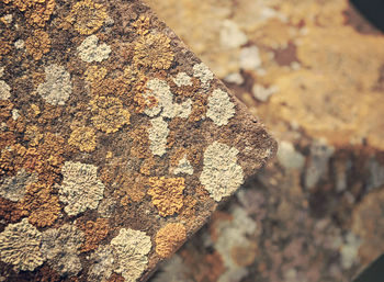 Close-up of lichen on rock