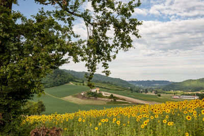 Scenic view of yellow flowering plants on field against sky