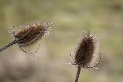 Close-up of plant against blurred background