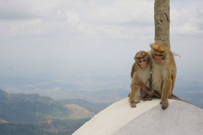Macaques in mountain of srilanka lanka