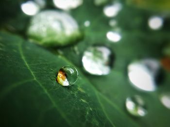 High angle view of leaf on plant