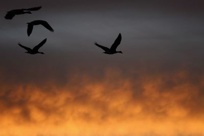 Silhouette birds flying against cloudy sky during sunset