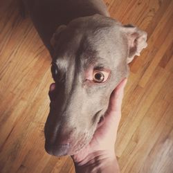 Dog standing on floor