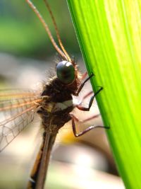 Close-up of insect on leaf