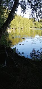 Scenic view of lake in forest