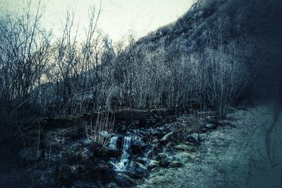 View of bare trees in forest
