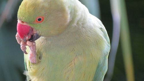 Close-up of bird