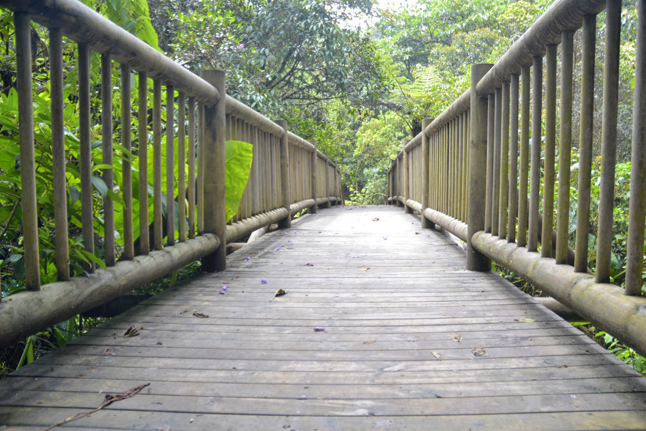 WOODEN FOOTBRIDGE IN FOREST