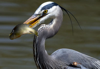 Close-up of a duck