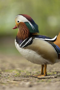 Close-up of a bird, mandarin duck