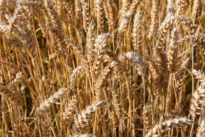 Close-up of stalks in field