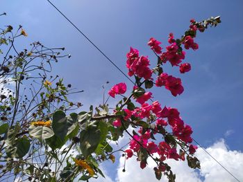 Low angle view of cherry blossoms against sky