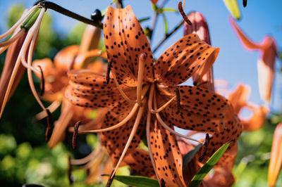 Close-up of insect on plant