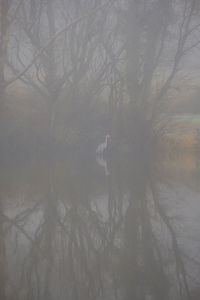 Bare trees by lake in forest during foggy weather