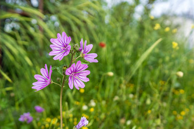 Close-up of purple crocus flowers on field