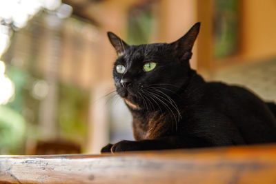 Close-up of a cat looking away