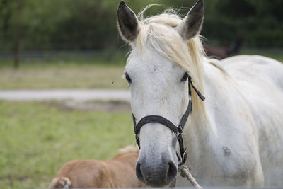 Close-up of a horse on field