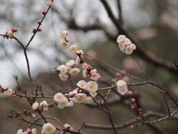 Close-up of cherry blossoms in spring