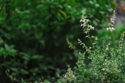 Close-up of flowering plant