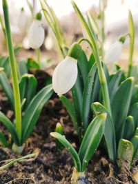 Close-up of small white flower on field