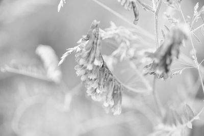 Close-up of plant against blurred background