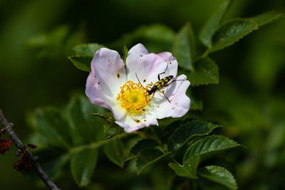 Close-up of white flowering plant