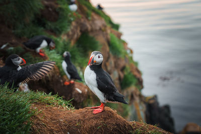 Close-up of bird perching on rock
