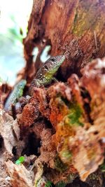 Close-up of caterpillar on a tree