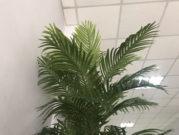 Close-up of potted plant against wall at home