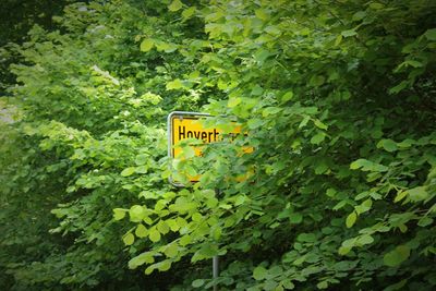 Close-up of text on tree