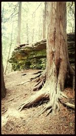 Close-up of tree trunk